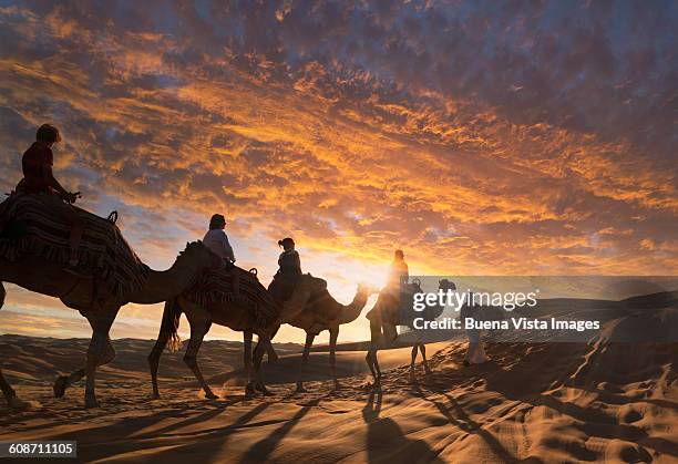 tourists on camels in the desert at sunset - cammello foto e immagini stock