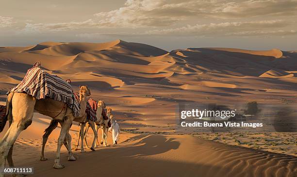 camel caravan in desert at sunset - camel fotografías e imágenes de stock