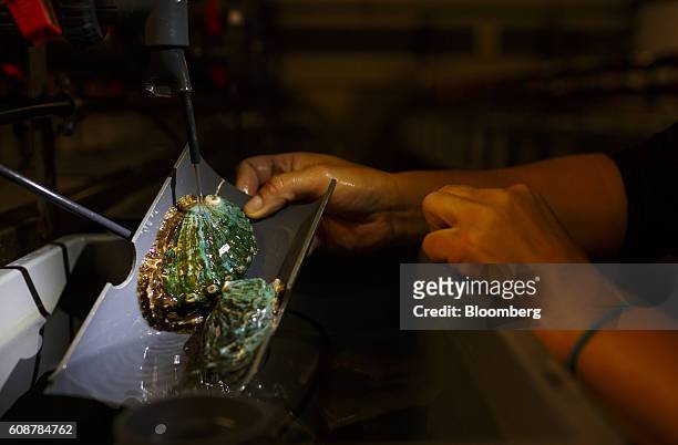 Worker washes stud abalone molluscs under running water at the Galician Marine Aquaculture S.L. Breeding farm in Muros, Spain, on Monday, Sept. 19,...