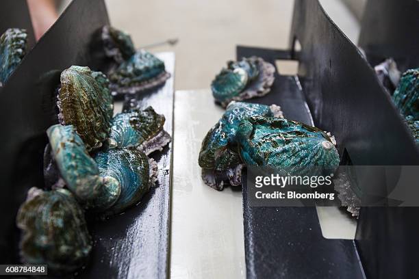 Abalone molluscs sit in fattening tanks at the Galician Marine Aquaculture S.L. Breeding farm in Muros, Spain, on Monday, Sept. 19, 2016. Abalone is...