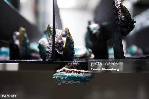 Abalone molluscs sit in fattening tanks at the Galician Marine Aquaculture S.L. Breeding farm in Muros, Spain, on Monday, Sept. 19, 2016. Abalone is...