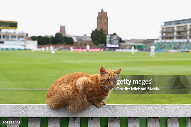 Brian the club cat takes a front row seat during day one of the Specsavers County Championship Division One match between Somerset and...