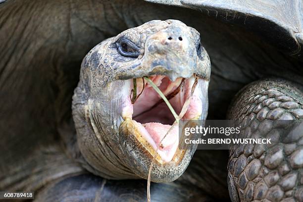 Galapagos tortoise is pictured at the "Darwineum" department of the zoo in Rostock, northeastern Germany, on September 20, 2016. / AFP / dpa / Bernd...