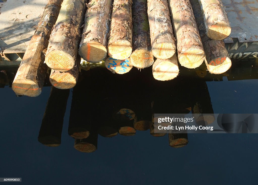 Logs reflected in river