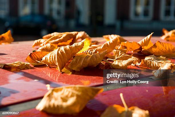 autumn leaves on red car rooftop - lyn holly coorg stockfoto's en -beelden