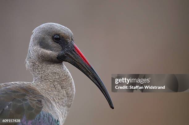Hade Da 112 Hadeda Stock Photos, High-Res Pictures, and Images - Getty Images