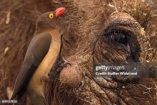 red-billed oxpecker on warthog - picoteador de pico rojo fotografías e imágenes de stock