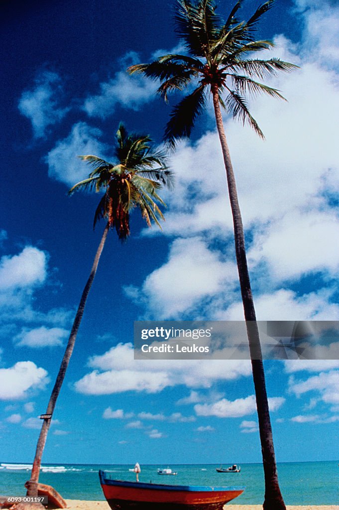 Two Palms on Beach