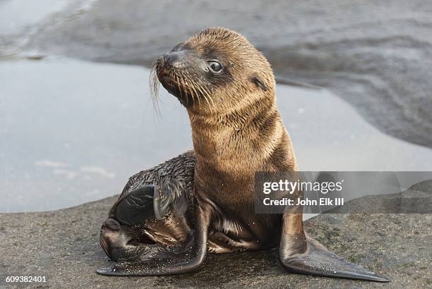 galapagos fur seal pup - seal pup stock pictures, royalty-free photos & images