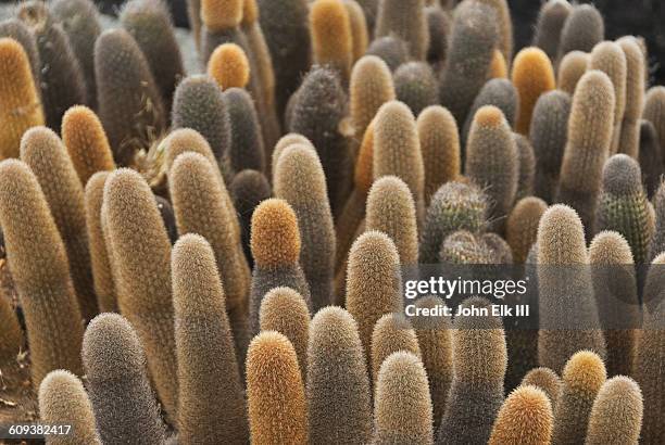 galapagos lava cactus - lava cacti brachycereus nesioticus stock pictures, royalty-free photos & images