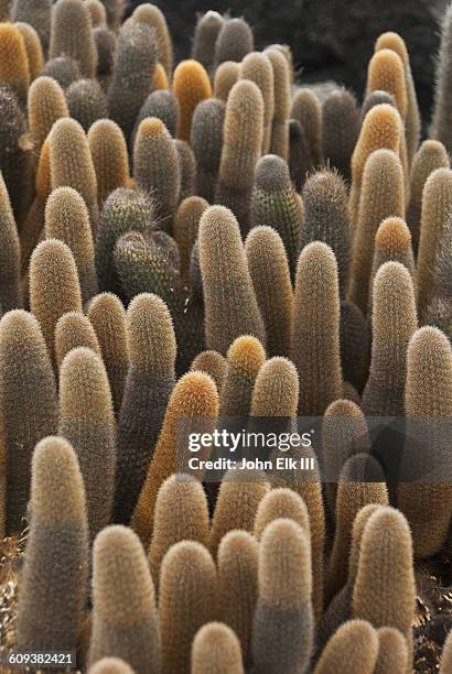 galapagos lava cactus - lava cacti brachycereus nesioticus stock pictures, royalty-free photos & images