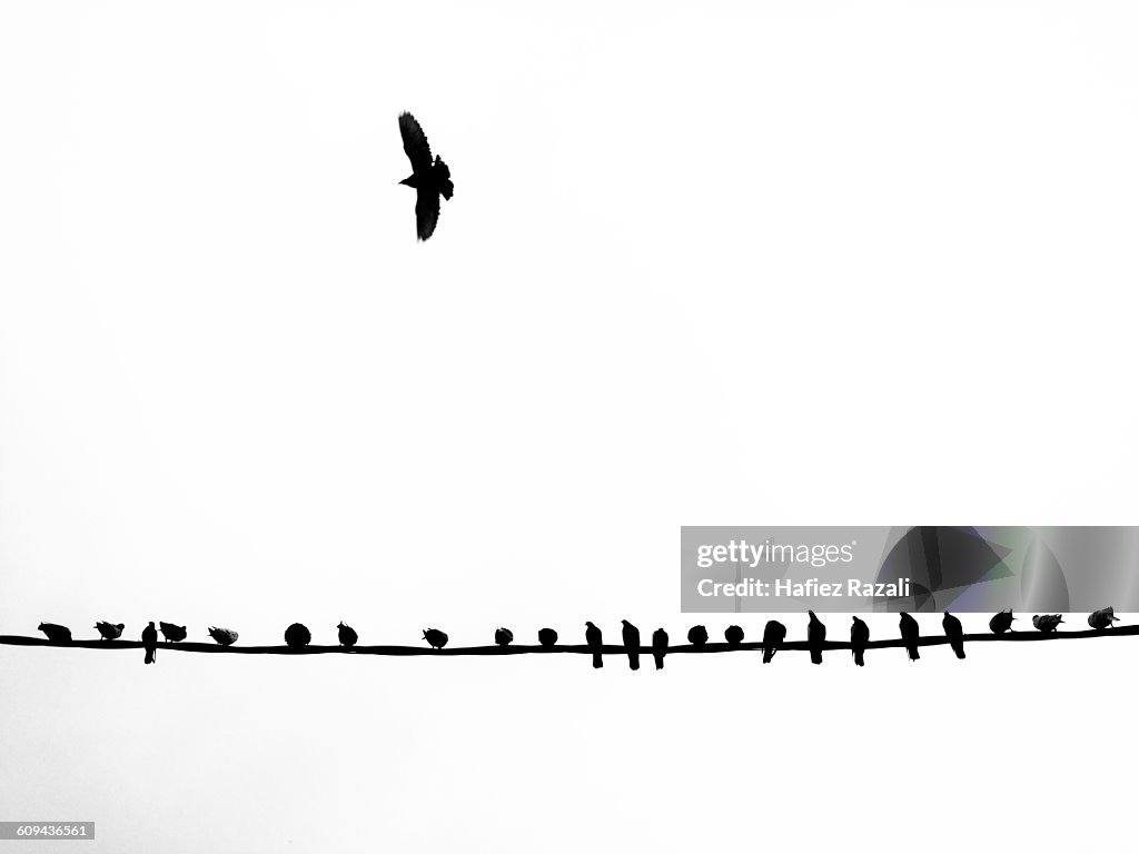 Low Angle View Of Silhouette Birds Perching On Cable Against Clear Sky