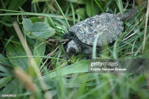 snapping turtle (chelydria serpentina) hatchling - snapping turtle foto e immagini stock