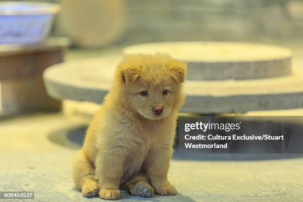 chow chow puppy sitting looking away, nanfeng kiln, foshan, china - chow stock-fotos und bilder