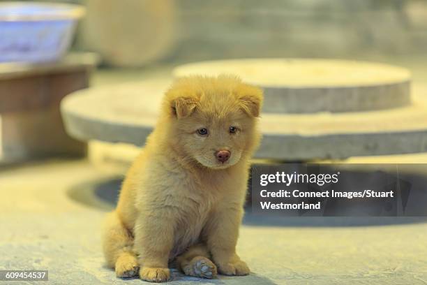 chow chow puppy sitting looking away, nanfeng kiln, foshan, china - puppy chow stock pictures, royalty-free photos & images