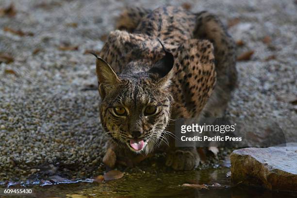 The female Iberian lynx Jazmín pictured in her enclosure at Madrid zoo. Two specimens of Iberian Lynx , the largest feline in southern Europa and the...