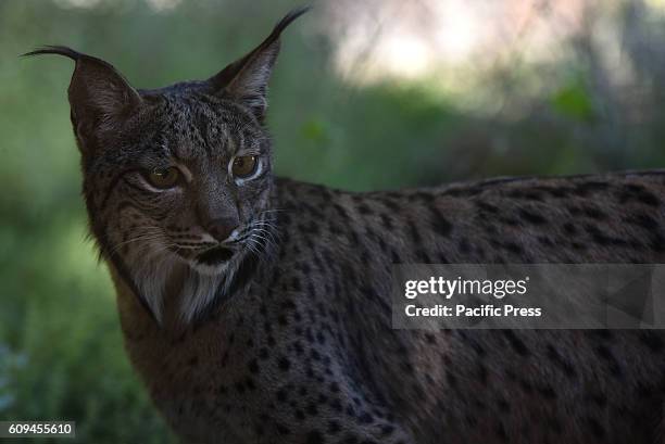 The male Iberian lynx Kalama pictured in his enclosure at Madrid zoo. Two specimens of Iberian Lynx , the largest feline in southern Europa and the...
