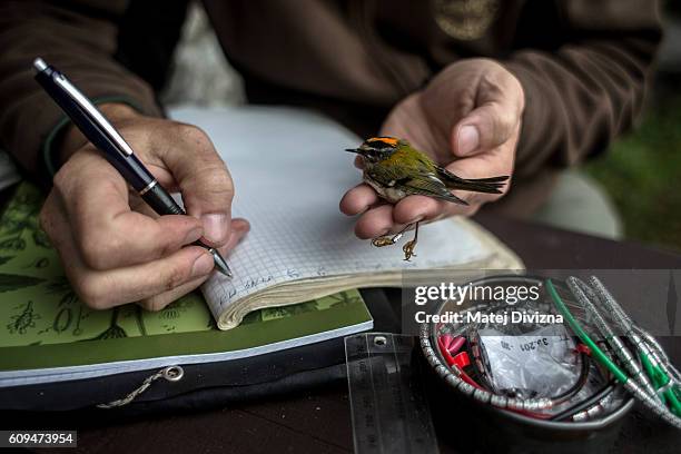 How Do Scientists Study Birds? Top Methods and Surprising Tools