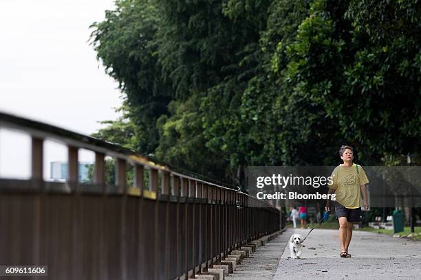 Pedestrian walks a dog along the waterfront at Labrador Park in Singapore, on Sunday, Sept. 18, 2016. Singapore is currently mired in its most...