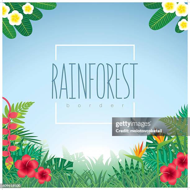border-rainforest - amazon rainforest stock illustrations
