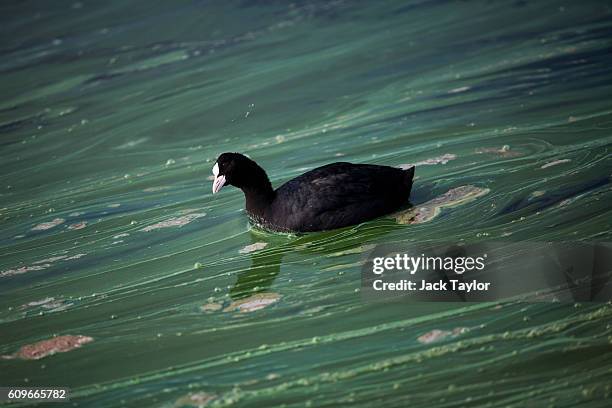 Coot bird swims on top of a pond in Richmond Park on September 22, 2016 in London, England. Today marks the first day of autumn, also known as the...