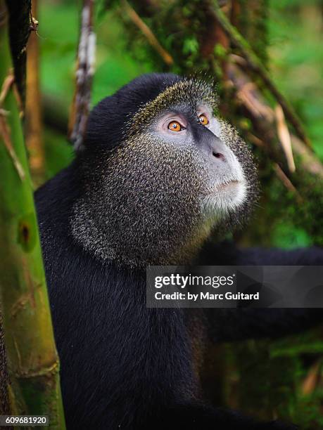 an endangered golden monkey (cercopithecus kandti) looking to the treetops in volcanoes national park, rwanda. - rwanda stock pictures, royalty-free photos & images
