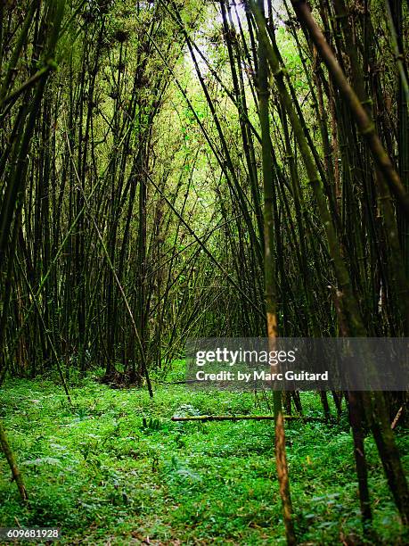 Bamboo Inzu Rwanda Grass Rwanda Photos and Premium High Res Pictures - Getty Images