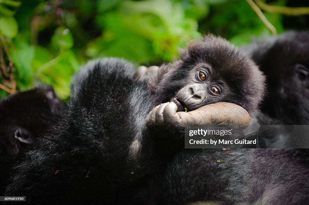 A young mountain gorilla (Gorilla beringei beringei) resting his head on the foot of a family member in Volcanoes National Park, Rwanda.