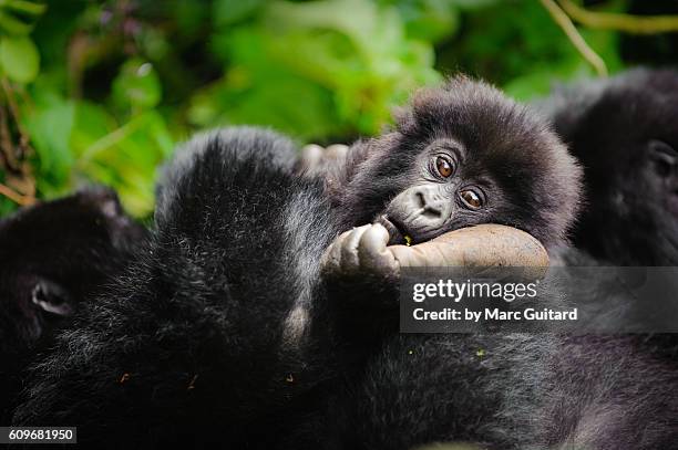 a young mountain gorilla (gorilla beringei beringei) resting his head on the foot of a family member in volcanoes national park, rwanda. - mountain gorilla stock pictures, royalty-free photos & images