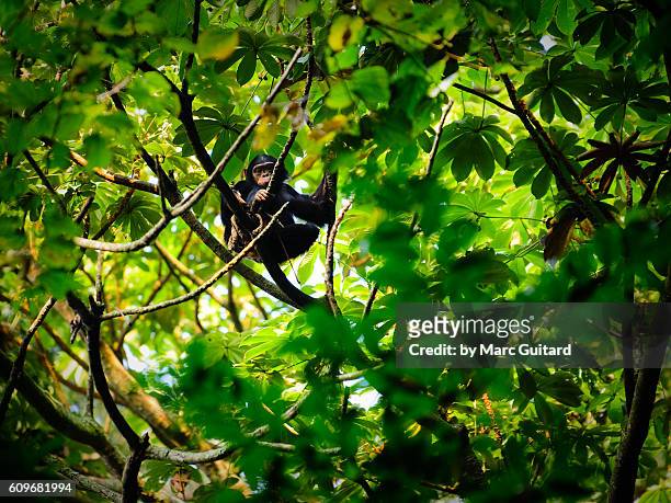 a chimpanzee (pan troglodytes) in the forest canopy of nyungwe forest national park, rwanda. - arboreal animals stock-fotos und bilder