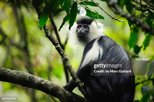 an angolan black and white colobus monkey (colobus angolensis) in the jungle canopy of nyungwe forest national park, rwanda. - leaf monkey stock pictures, royalty-free photos & images