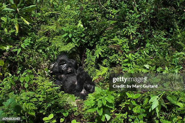 a huge silverback mountain gorilla (gorilla beringei beringei) relaxing with a family member in volcanoes national park, rwanda. - rwanda photos et images de collection