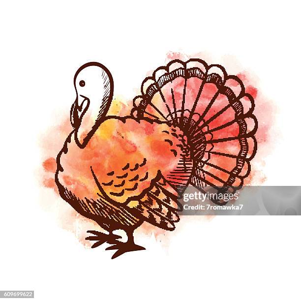 hand drawn watercolor turkey on white background. - thanksgiving crafts stock illustrations