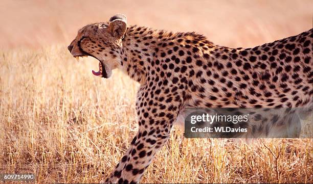 cheetah stretching - canine teeth stock pictures, royalty-free photos & images