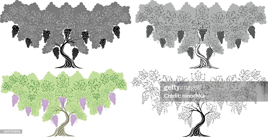 Grape Trees High-Res Vector Graphic - Getty Images