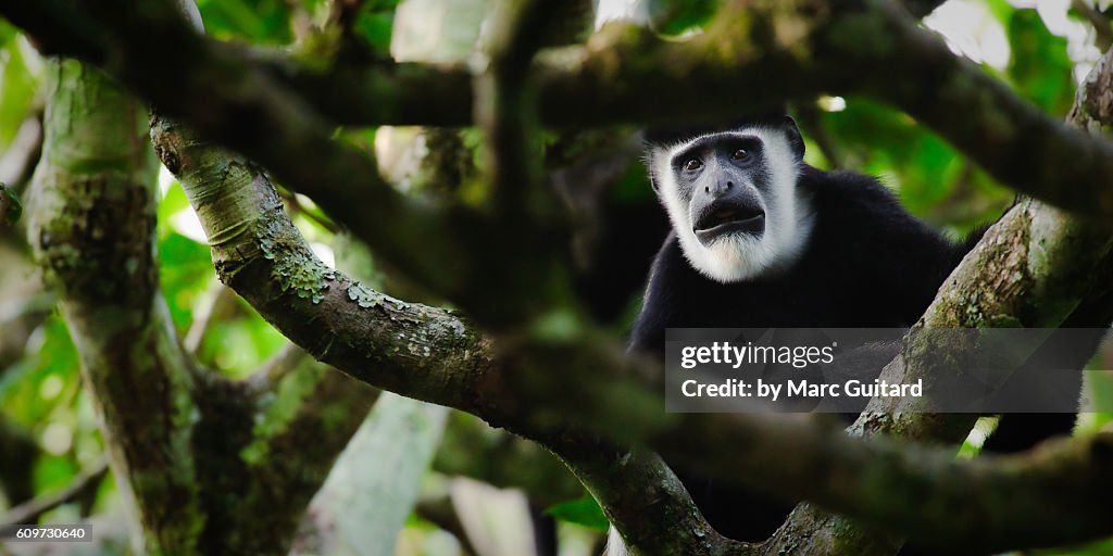 A black and white colobus monkey (Colobus guereza), Bigodi Swamp, Uganda