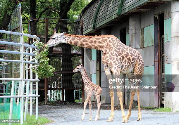 Baby Masai giraffe stands next to its mother Koharu at the Kumamoto Zoo and Botanical Gardens on September 14, 2016 in Kumamoto, Japan. The zoo has...