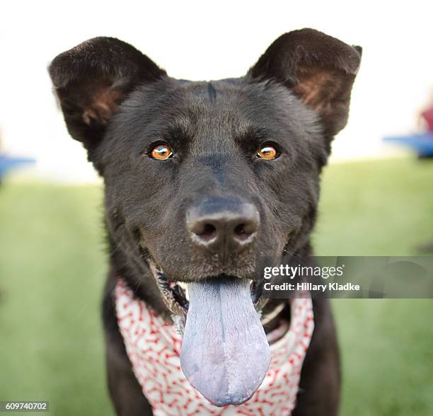 black dog with a blue tongue - anxious dog licking lips stock pictures, royalty-free photos & images