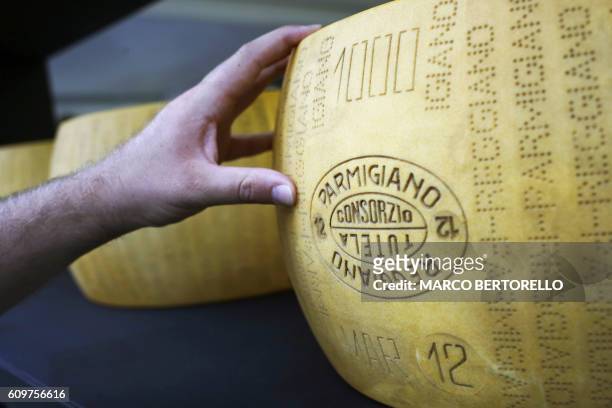 Man touches a Parmigiano Reggiano cheese at a stand of the Slow Food Salone del Gusto and Terra Madre on September 22, 2016 in Turin.