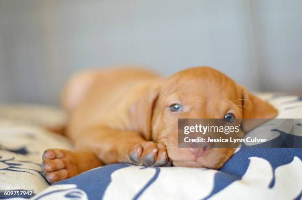 vizsla puppy stretched out on a pillow with sweet blue eyes - vizsla stock pictures, royalty-free photos & images
