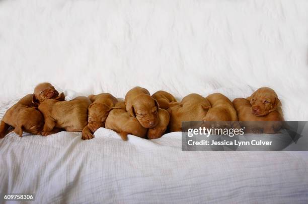 litter of 12 vizsla puppies piled together - vizsla fotografías e imágenes de stock