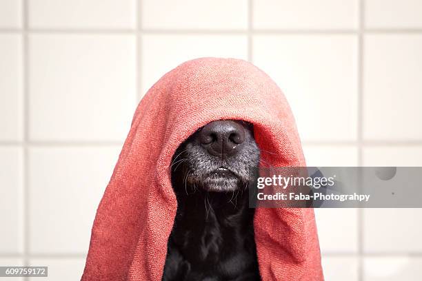 wet dog - funny dogs - fotografias e filmes do acervo