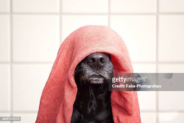 wet dog - funny animals 個照片及圖片檔
