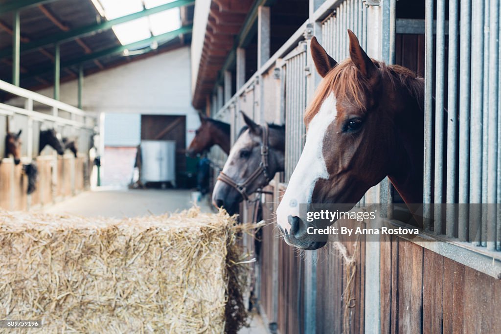 Horse stall with horses looking out of their boxes