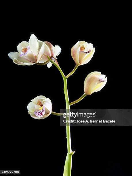 branch of orchids (ophrys cymbidium) on a black blackground - arrangements of flowers stock pictures, royalty-free photos & images