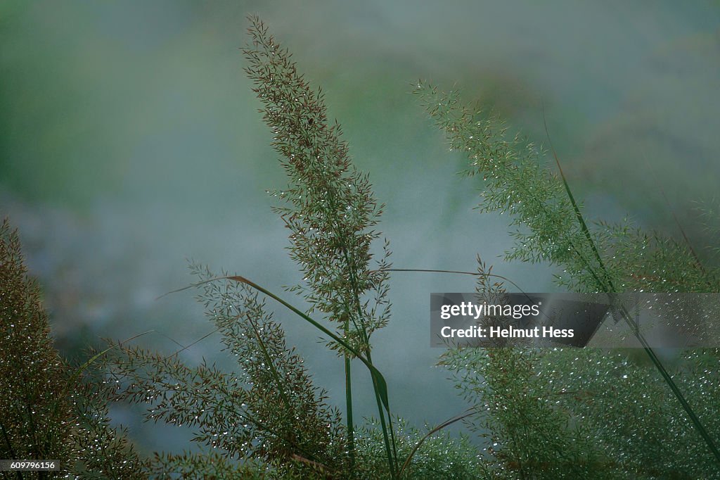 Grass in fog