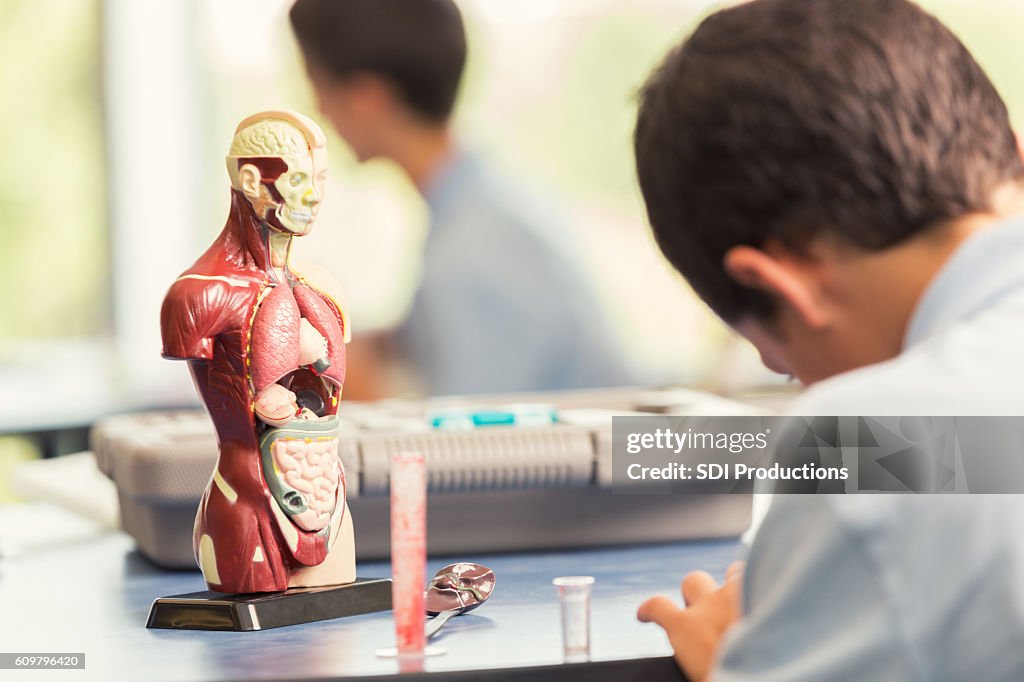Young male student sits in class with an anatomical model