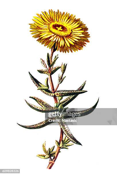 golden fig marigold (mesembryanthemum aureum) - marigold stock illustrations