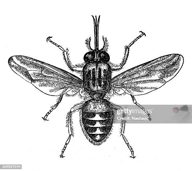 ilustraciones, imágenes clip art, dibujos animados e iconos de stock de mosca de tik-tik o tsetse (morsitans de glossina) - tsetse fly