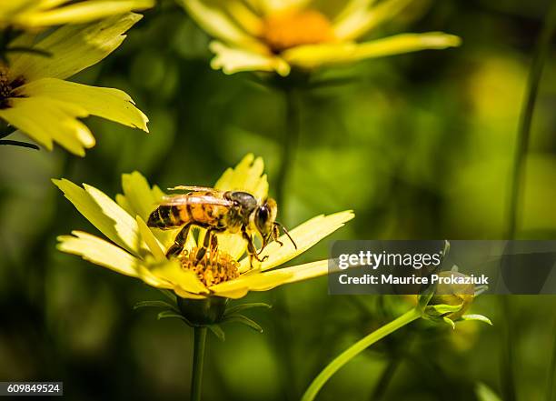 bee rest stop - oakville ontario stockfoto's en -beelden